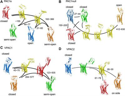 Molecular Basis of Class B GPCR Selectivity for the Neuropeptides PACAP and VIP